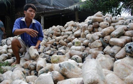 Nông dân thiệt hại vì phôi không cho nấm
